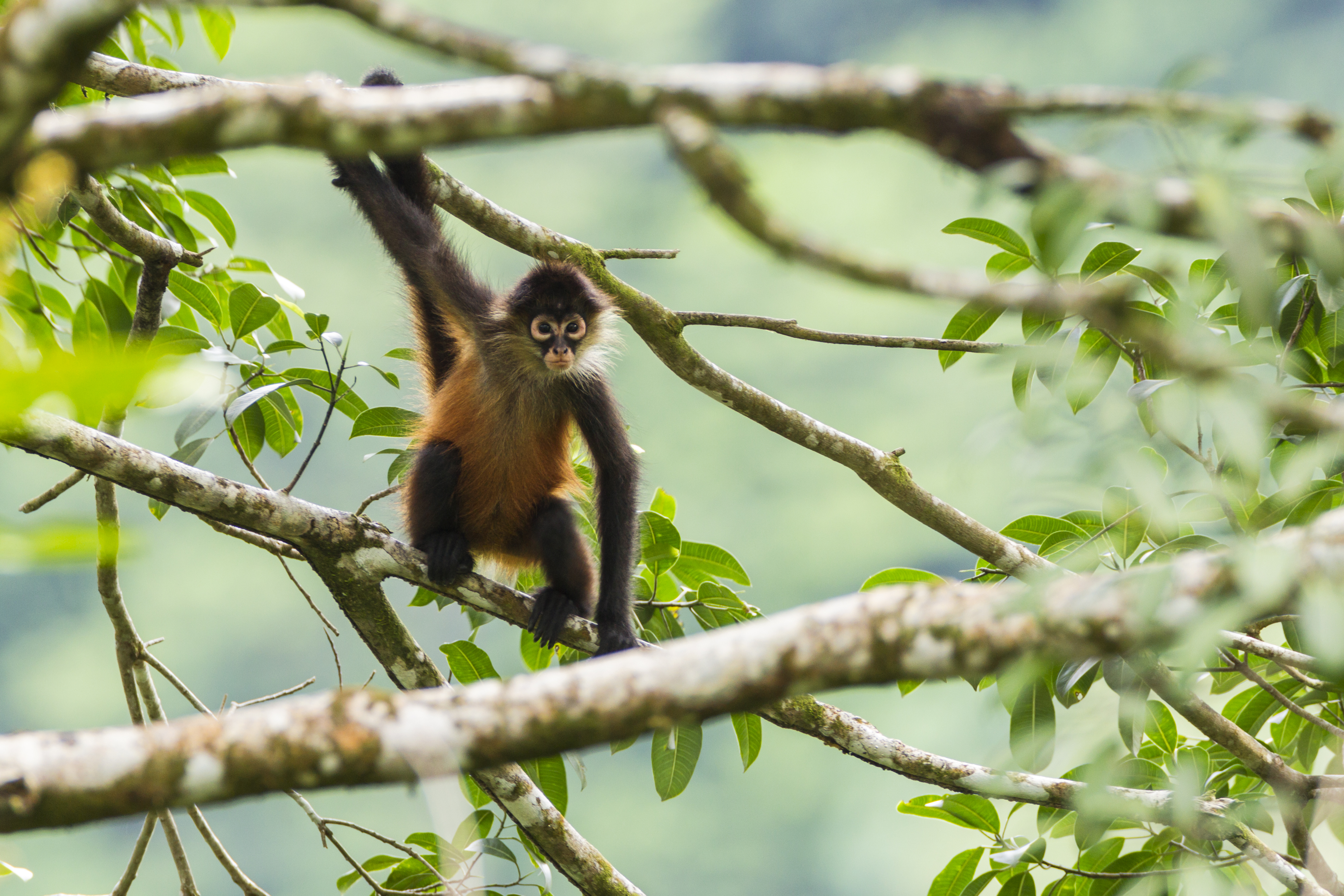 Spider monkey baby loses arm due to 'accidental incident' at zoo in Florida.