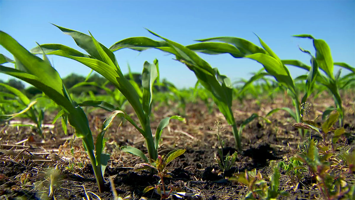 82-year-old man dies in farming accident in rural Mankato