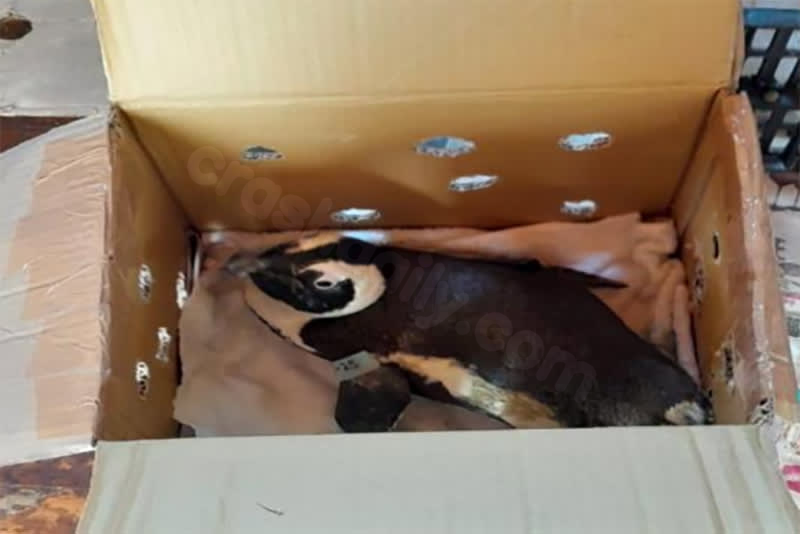 Penguin in a box blamed for helicopter crash in South Africa