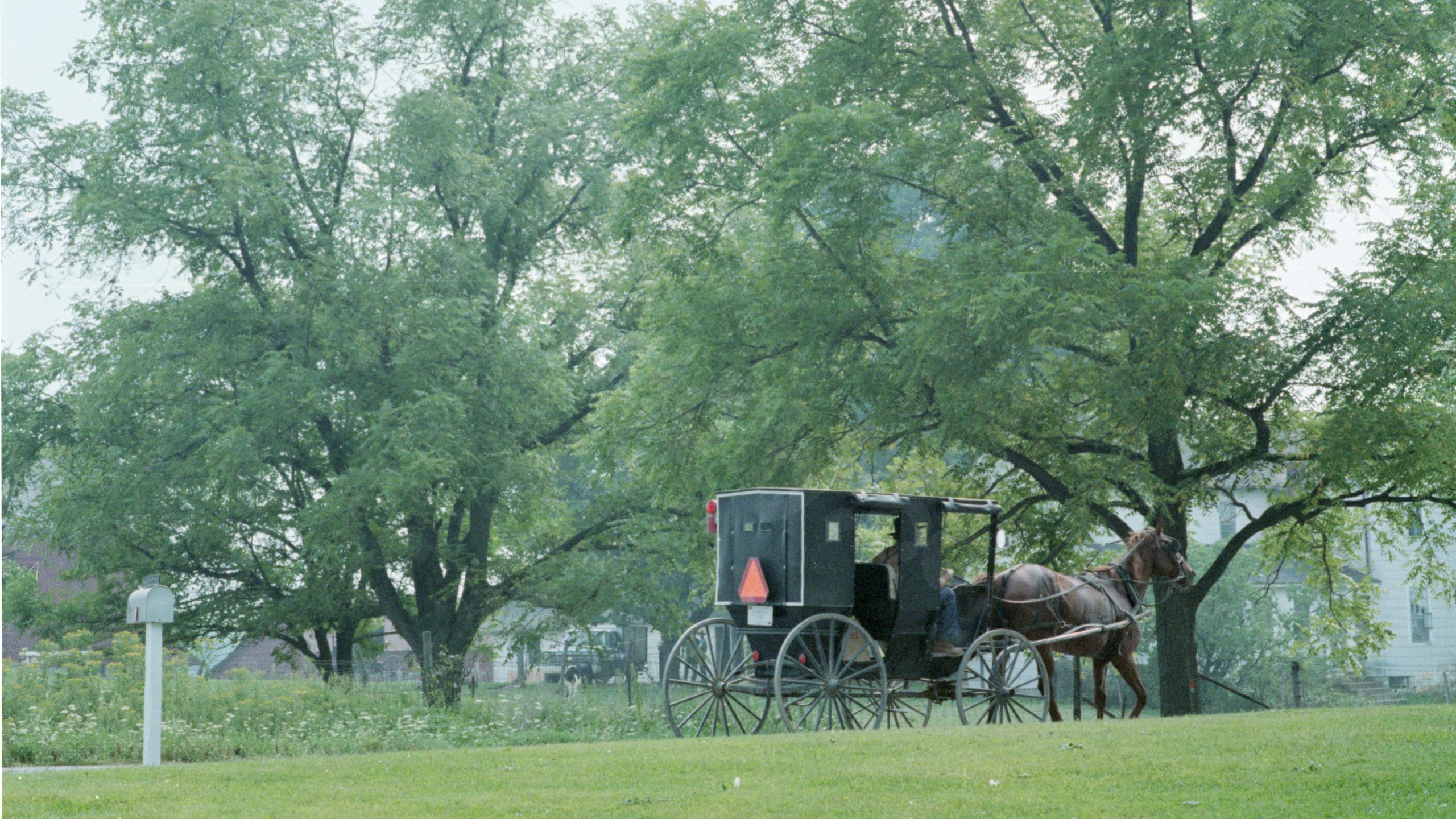 Tragedy as 3 children die in an accident involving an Amish buggy on the way to school