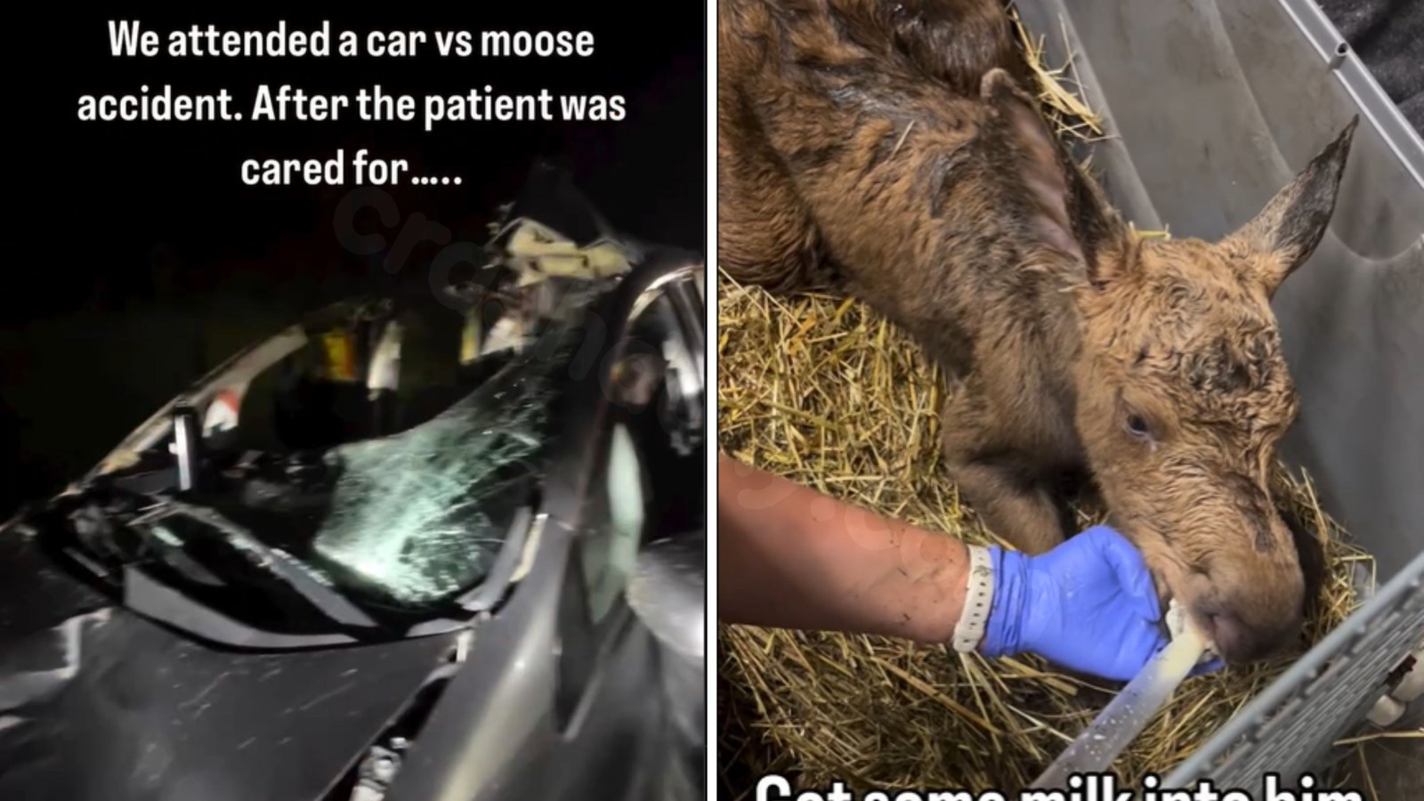 Fatal Car Collision with Moose Surprises Paramedics