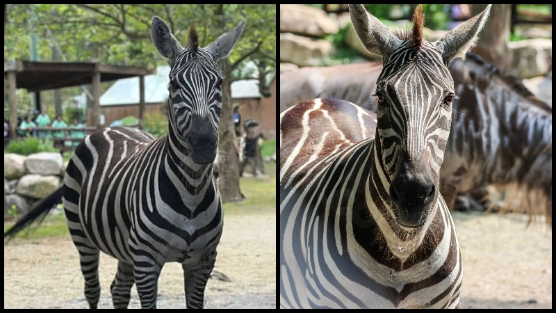 Zebra dies in storm at Roger Williams Park Zoo