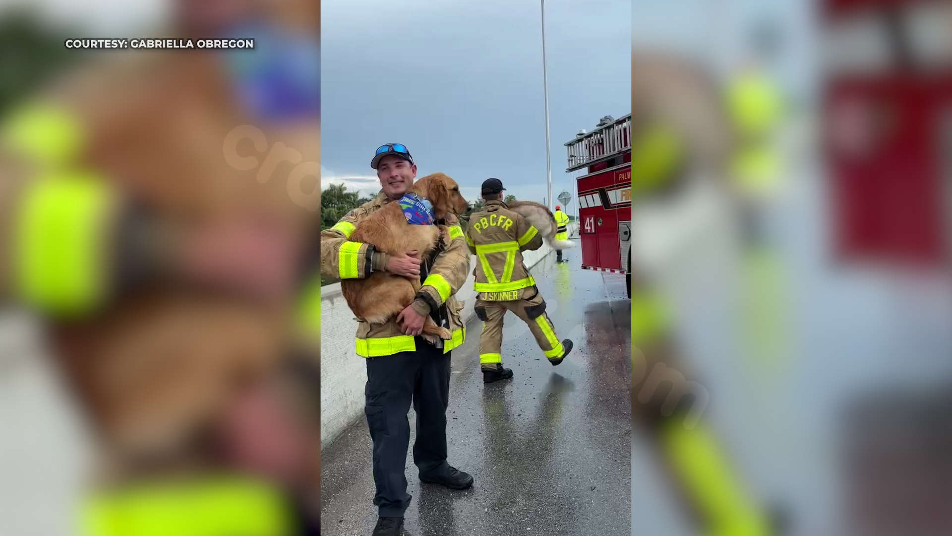 Florida firefighters consoling dogs after car accident