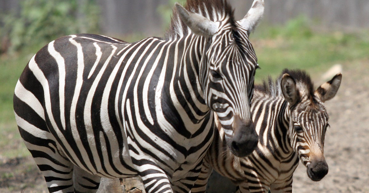Zoo's beloved zebra dies in tragic thunderstorm accident.