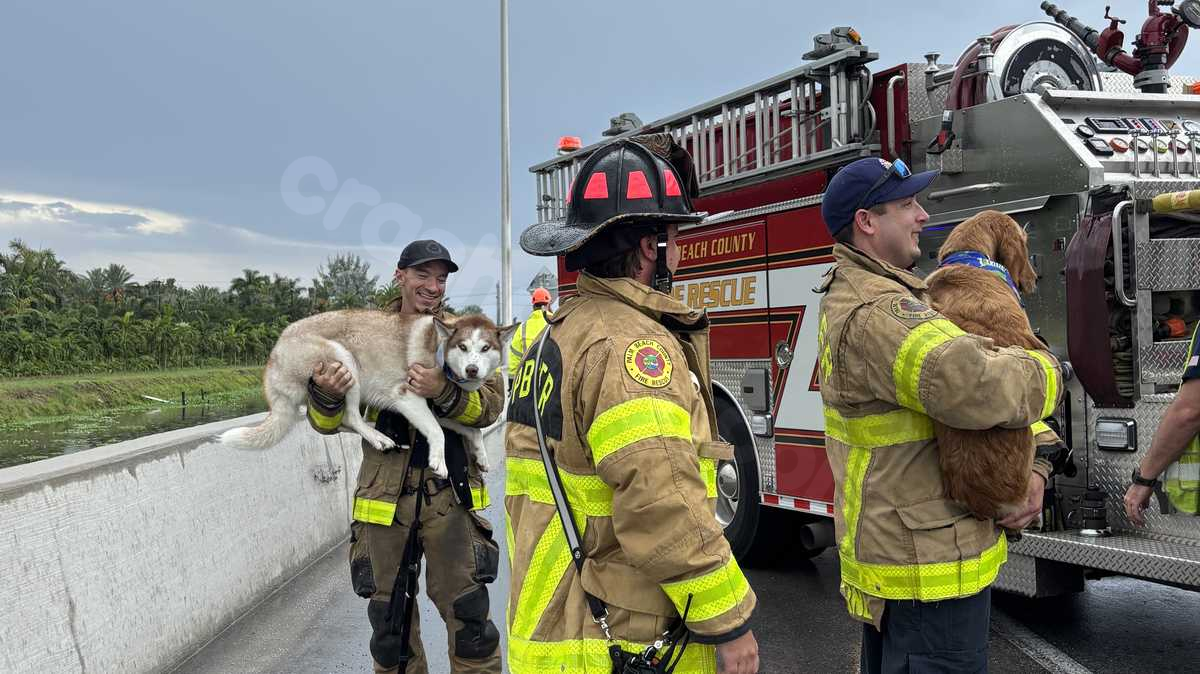 Woman and her dogs assisted by Palm Beach County Fire Rescue after car crash