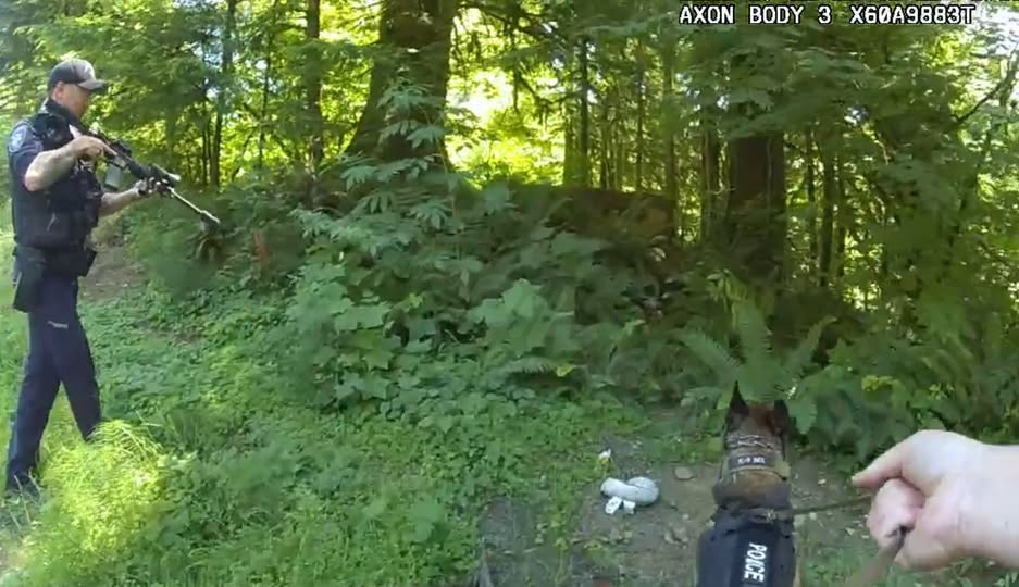 Suspected car thief injured, pursued by K9, apprehended following Lincoln County collision.