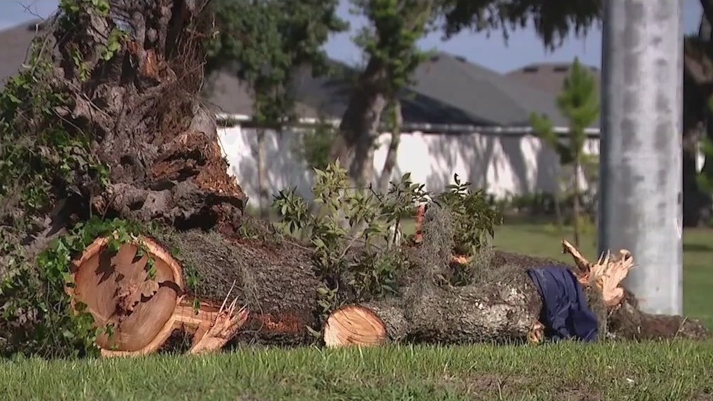 Fatal Accident in Sumter County as Tree Falls on Car