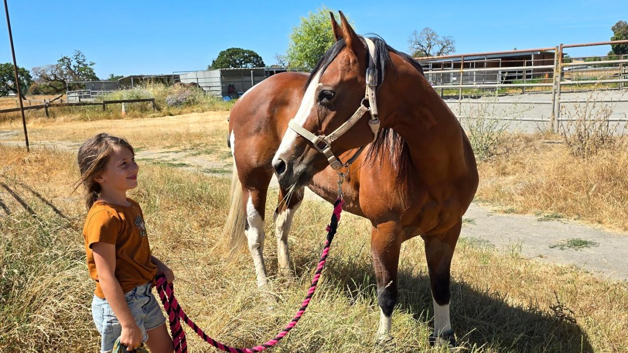 Mare rescued by surgeons following trailer mishap