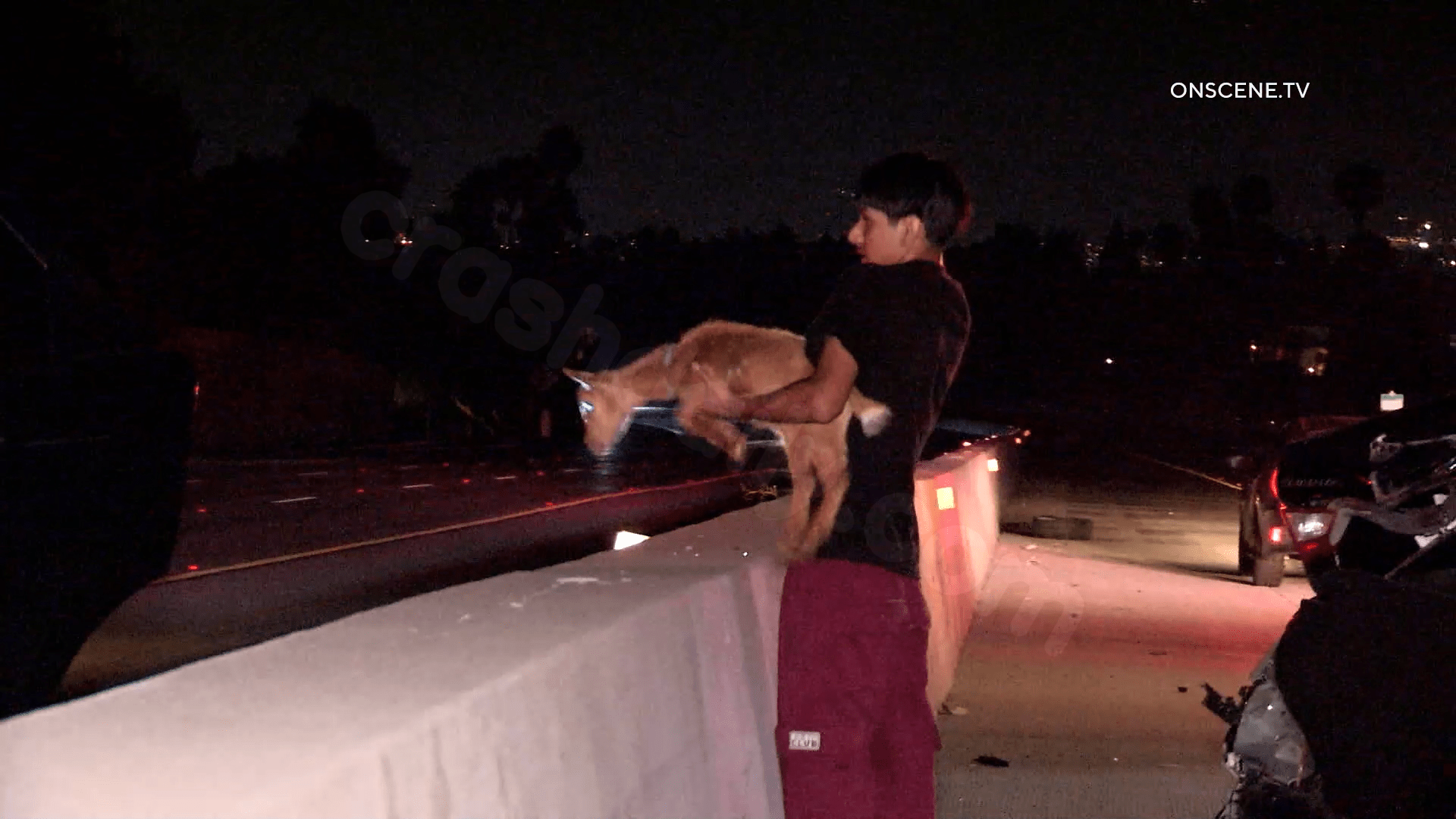 Rescued Baby Goat Survives Serious Car Accident