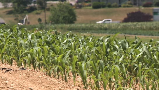 Boy, 6, killed in farming accident involving skid steer, according to authorities