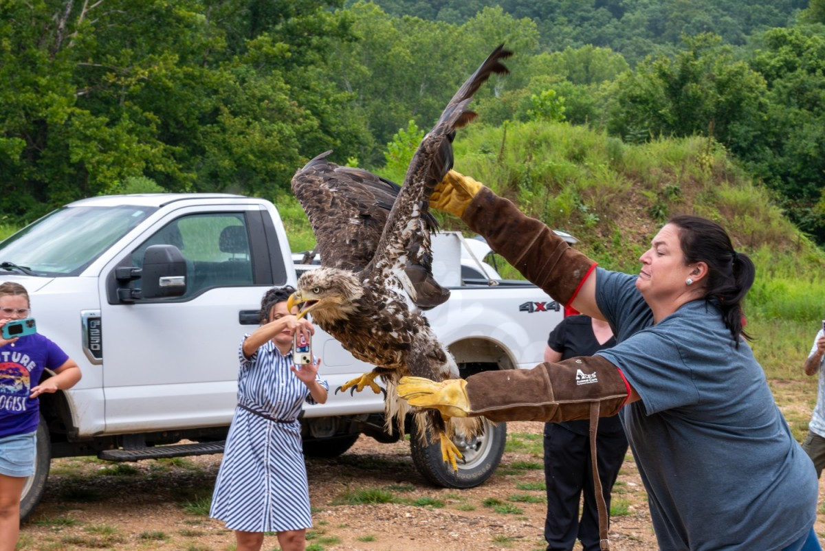 Bald eagle in Missouri saved after car crash and lead poisoning