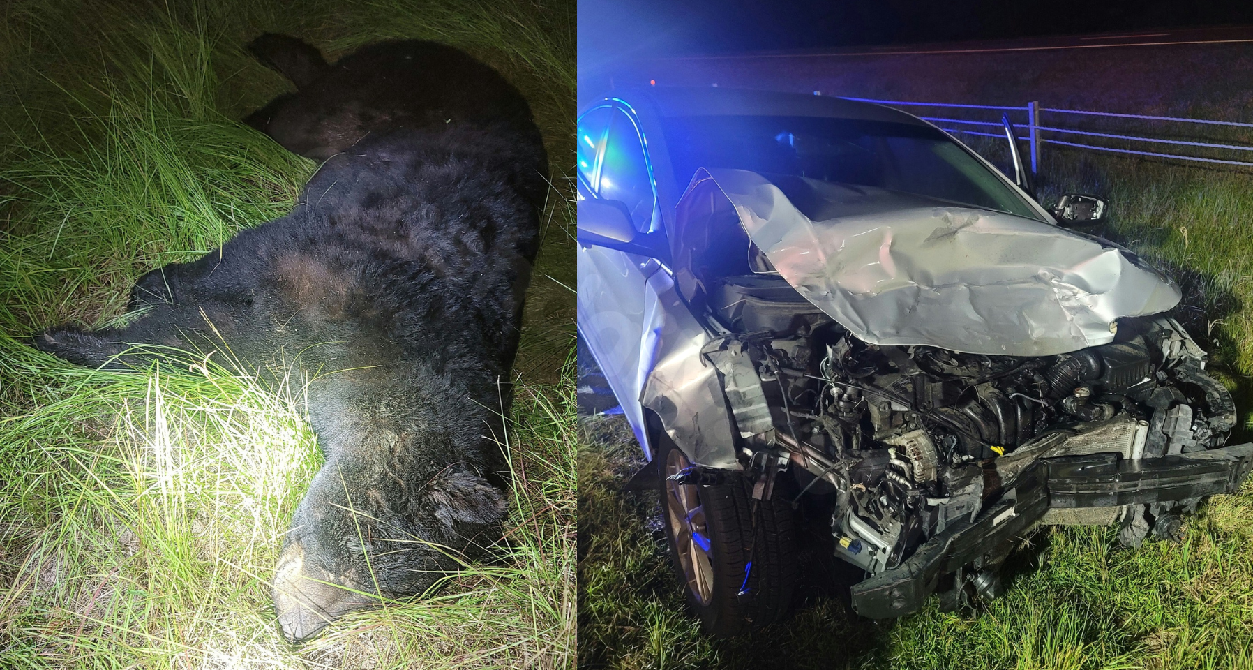 Bear dies in car accident in Edgecombe County, destroying vehicle: Authorities