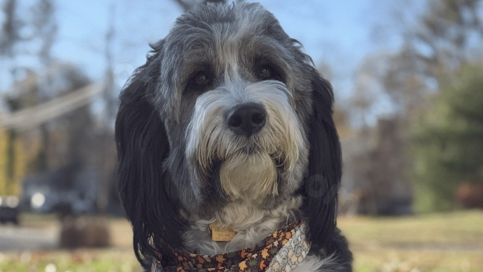 Police therapy dog in Massachusetts dies in head-on crash after serving community.