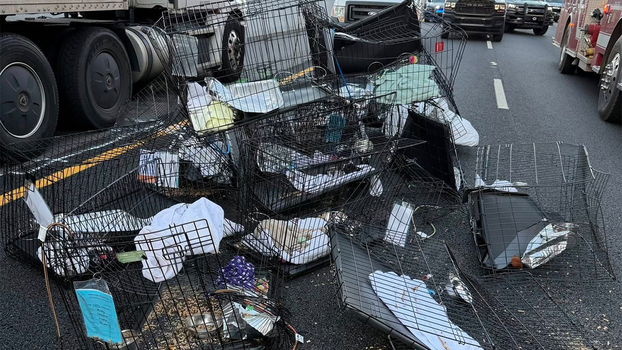 2 Cats Missing After Car Totaled in I-85 Accident