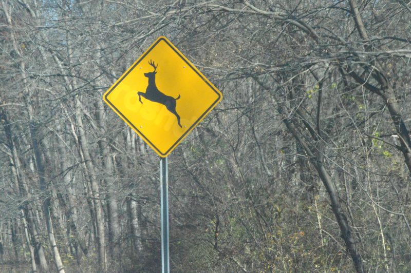 Indiana woman killed in tragic accident involving deer hitting her windshield