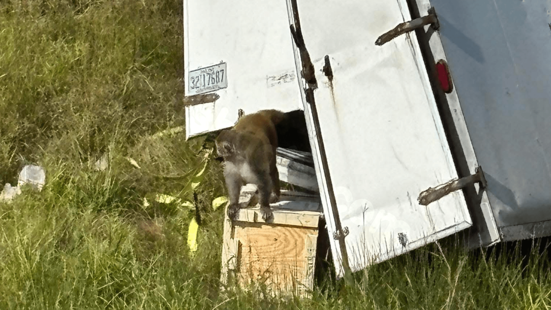 Monkeys carrying disease flee after accident in Jasper County