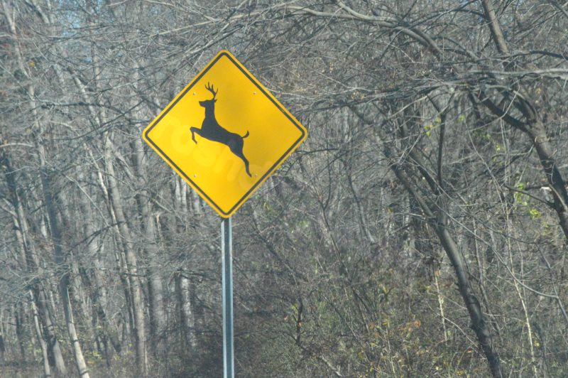 Woman killed in collision with deer projectile.
