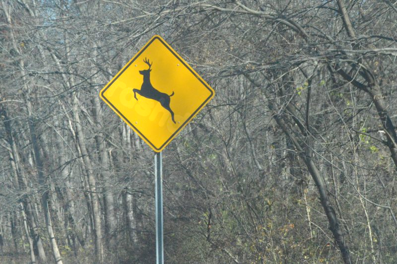 Woman killed in tragic accident involving deer sent flying through windshield