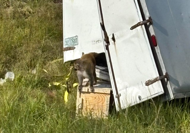 Capture of one of three escaped monkeys following truck accident in Mississippi