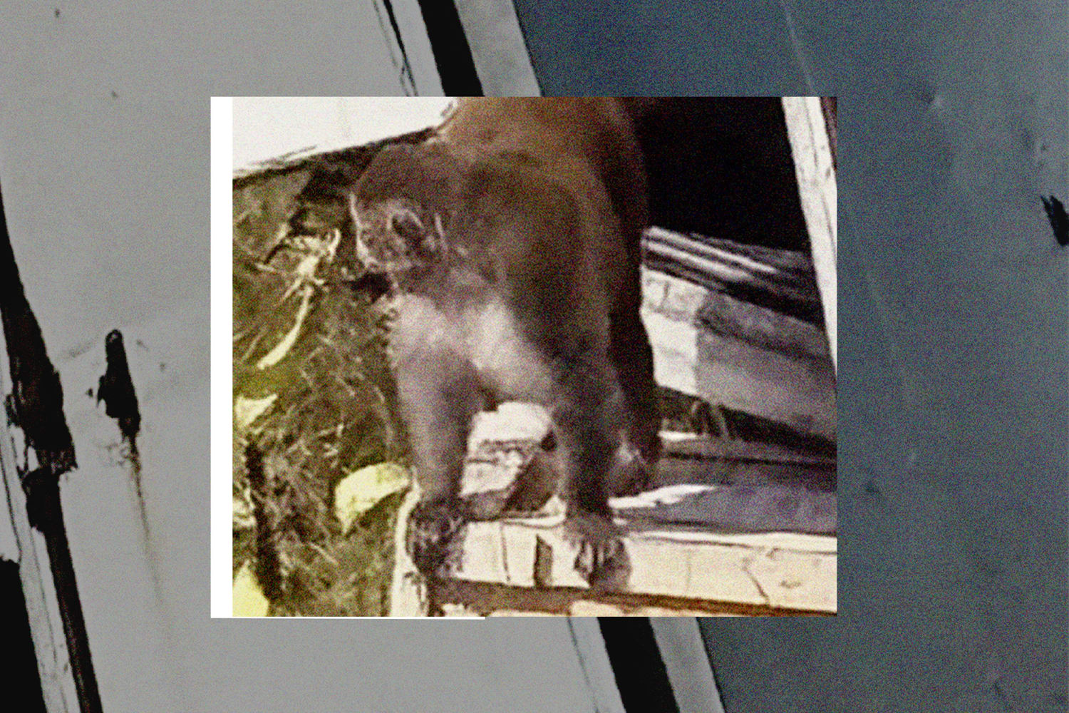 Preacher in Mississippi shoots escaped lab monkey after truck accident.