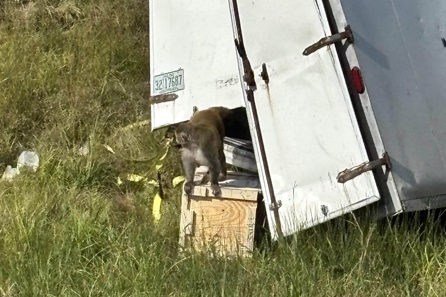 Final monkey caught after Mississippi highway accident.