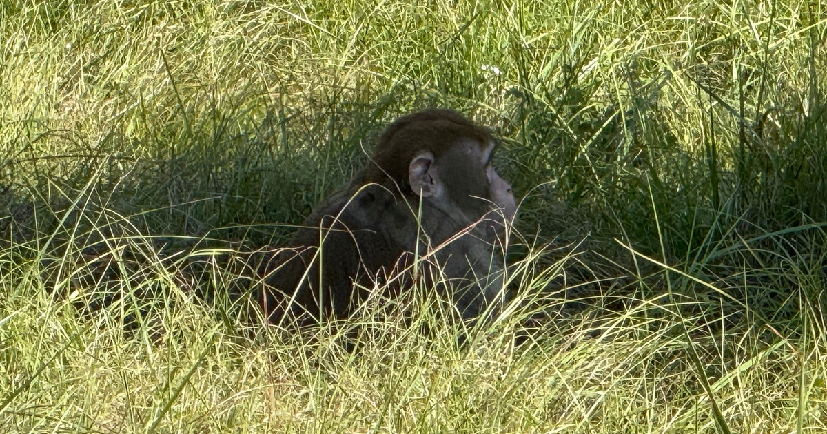 Mississippi resident captures last escaped monkey from truck accident