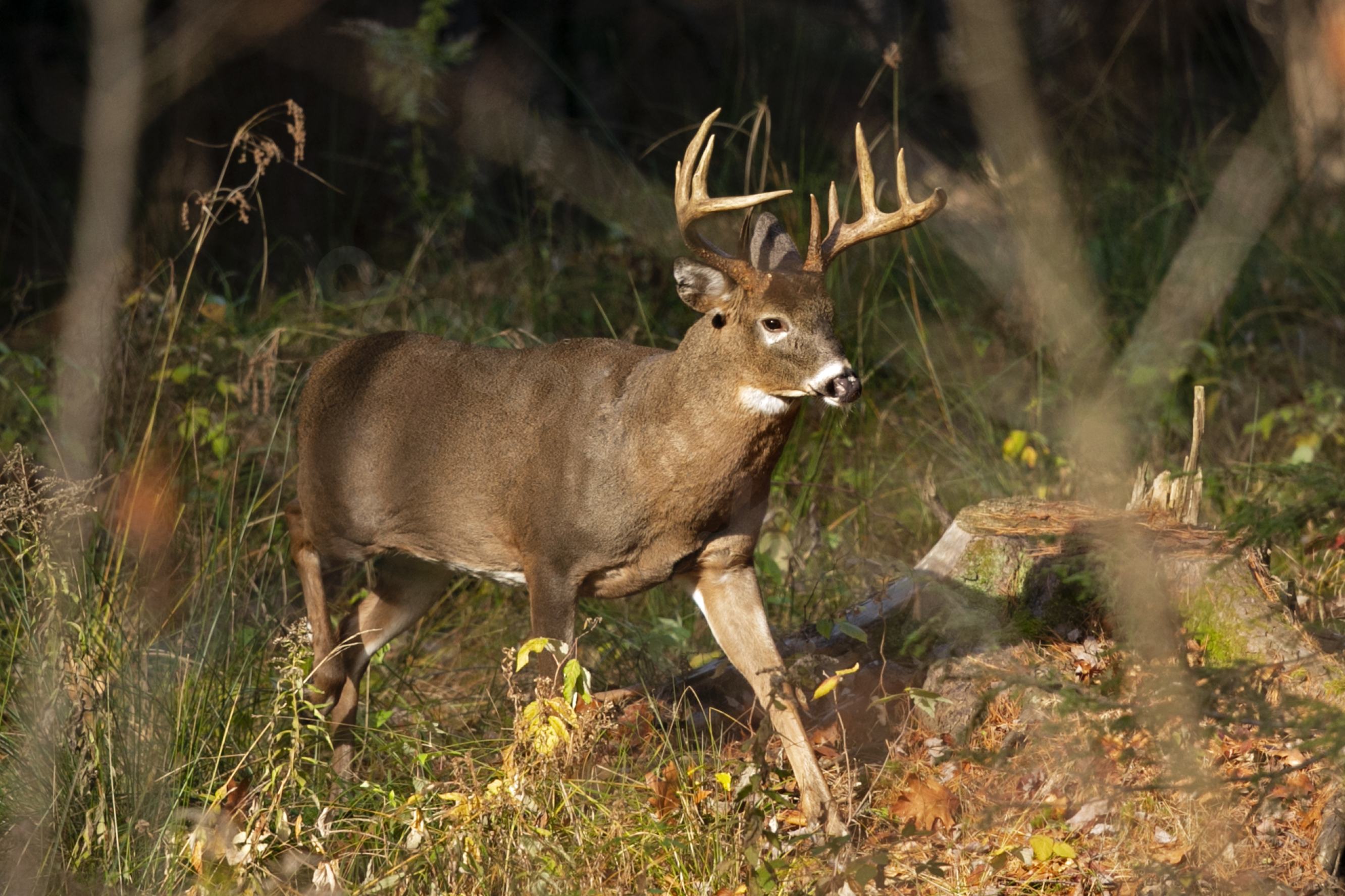 Preventing deer hunting accidents with MSU Extension