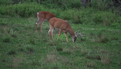 I-35 Crash near Guthrie Underscores Deer Collision Risks