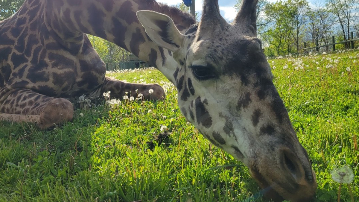 Death of cherished giraffe calf at Greenville Zoo