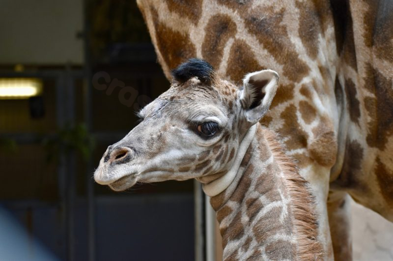 Giraffe in danger dies tragically at zoo