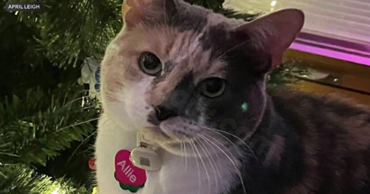 Family in North Riverside searching for missing cat after car accident in Valparaiso, IN