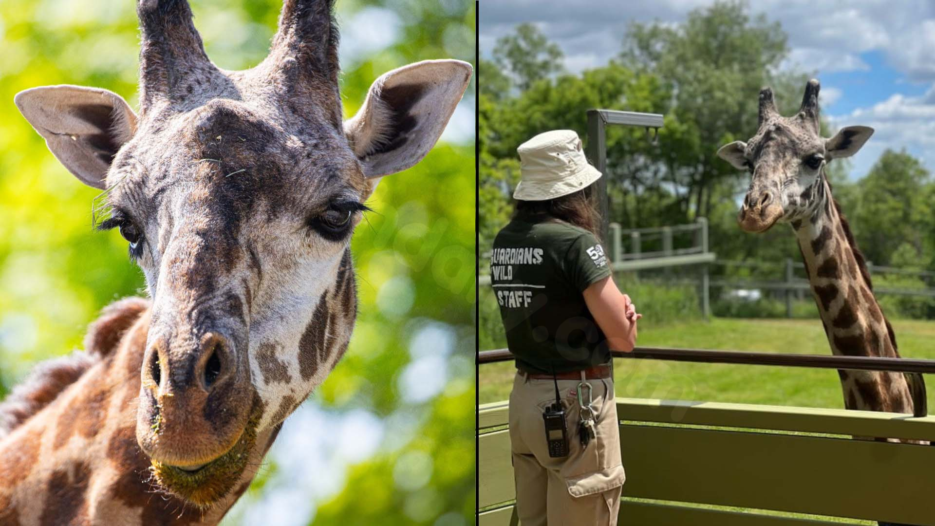 Giraffe dies suddenly at Toronto zoo.