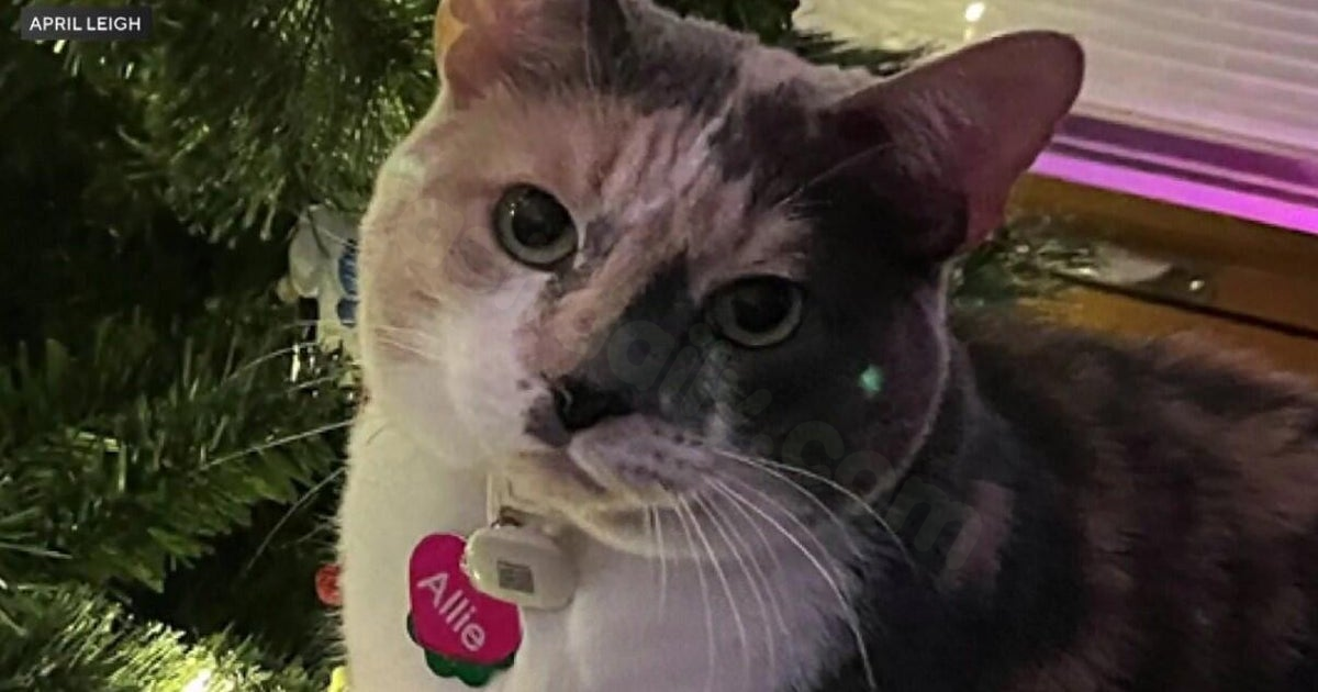 Illinois family finds missing cat after car accident in Indiana