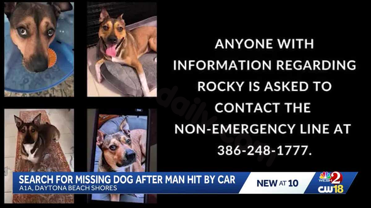 Seeking Lost Dog in Daytona Beach Shores Following Auto Collision