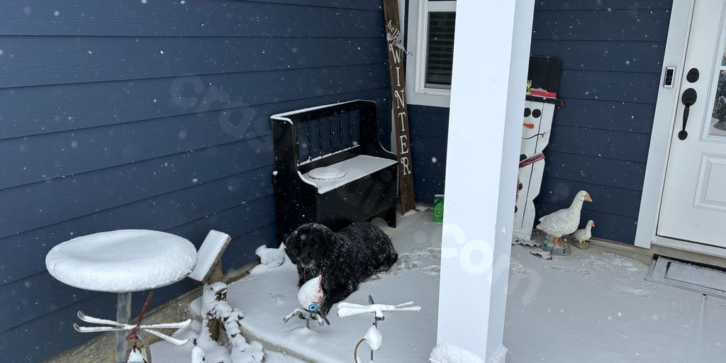Car crash survivor's dog rescued by Department of Transportation supervisor during winter storm