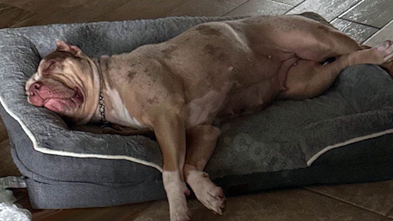 Woman injured in crash pleads for help finding missing dog: 'She’s my whole world'