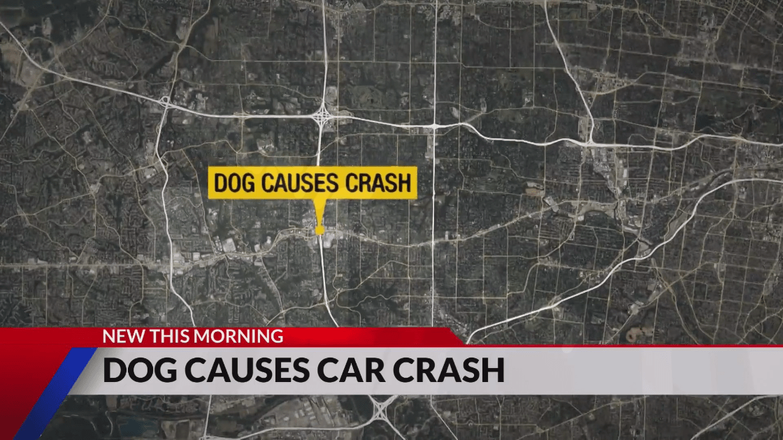 Dog causes crash on I-270 south; several injured