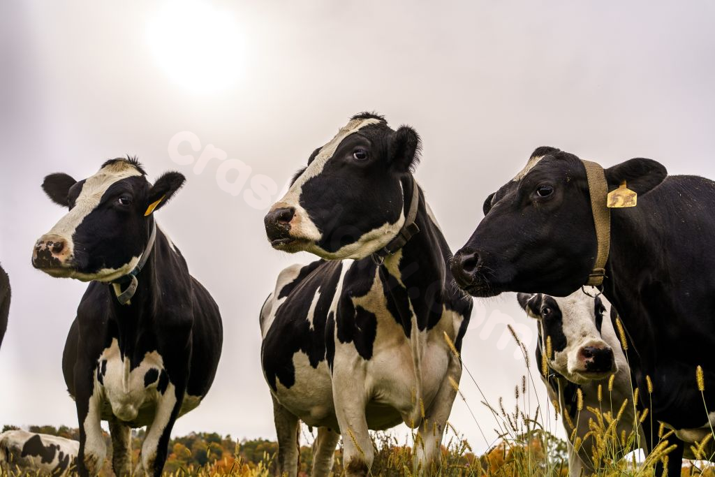 Dozens of cows loose after truck crash in Frederick County