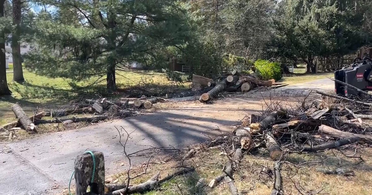 Worker killed after tree falls in Newtown Square, Pennsylvania