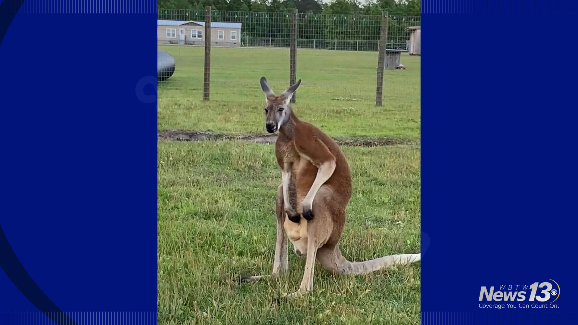 Horry County man’s death in kangaroo enclosure ruled an accident