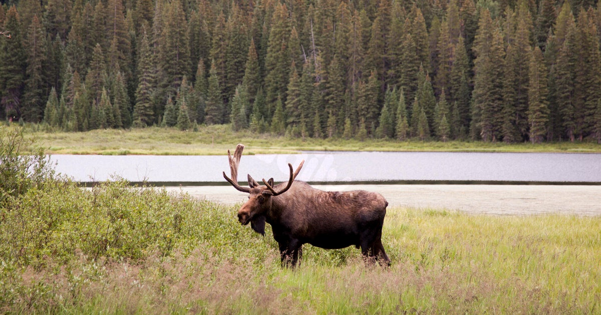 Daughter advocates for Colorado wildlife collision prevention bill; "I would never want this to happen to anybody else"