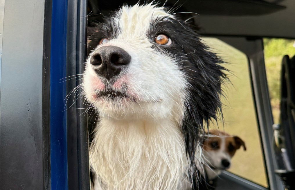 New Zealanders finance copter rescue of dog in wilderness