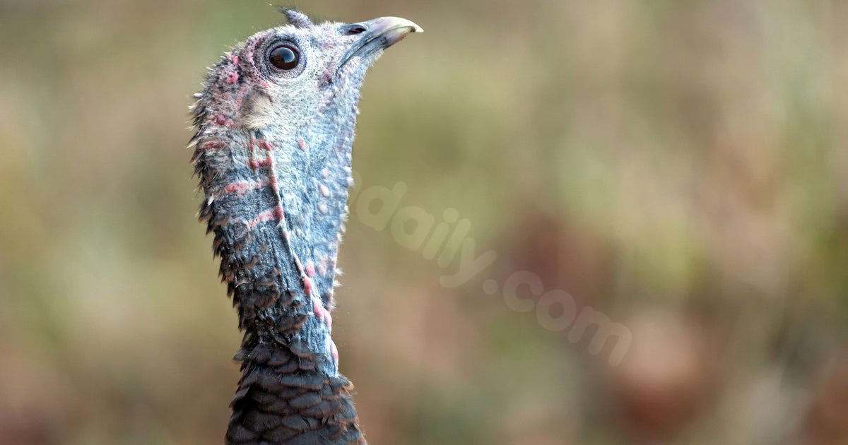 Woman injured after turkey goes through windshield in southern Minnesota crash