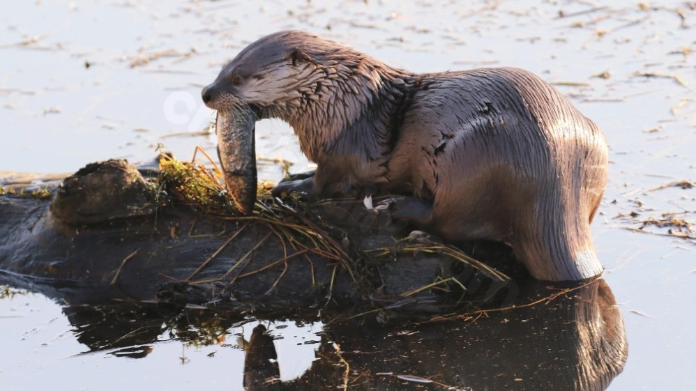 ‘Unfortunate accident’: Family of toddler attacked by river otter to receive $350K