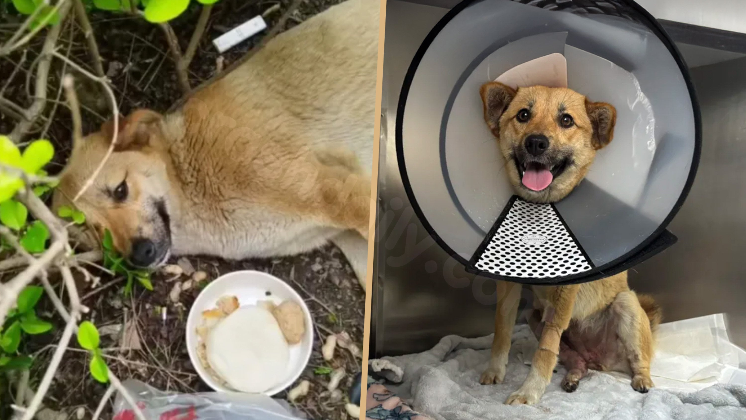 China stray dog is local hero after car crash, 56 cabbies help pay for recovery