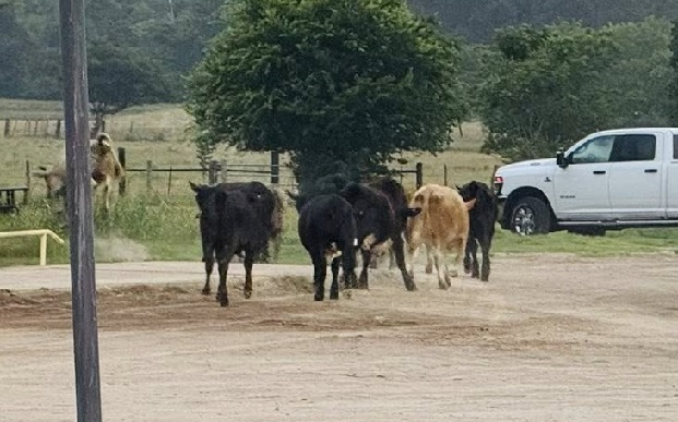 Bremond citizens herd surviving cattle from 18-wheeler accident