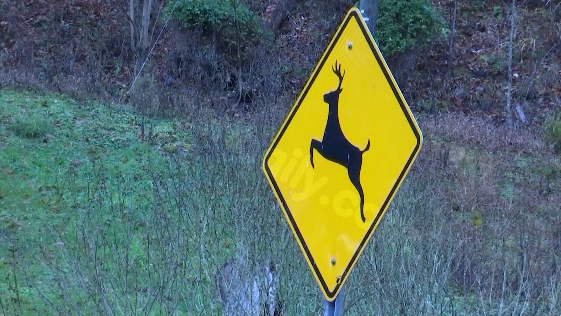 Ways to avoid wildlife accidents on West Virginia roadways