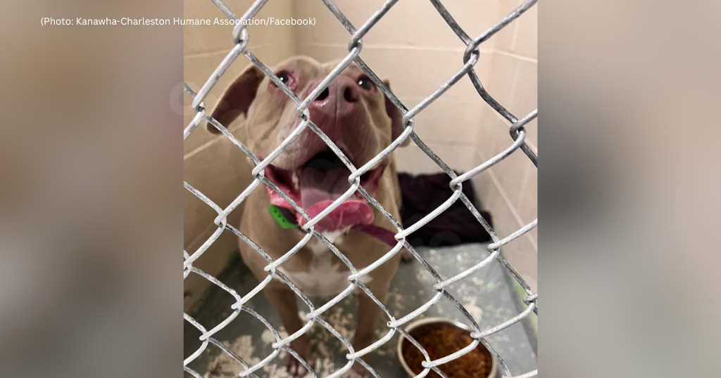 Dog rescued from crash that killed her owner in West Virginia to be reunited with his family