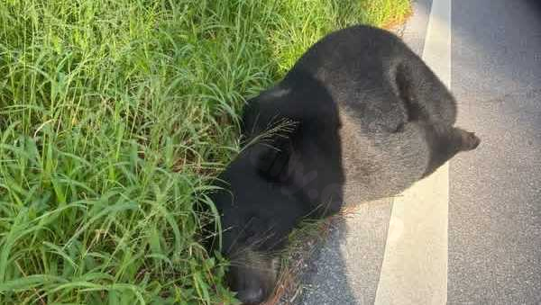 'We don't see a lot of bears': 400-pound black bear killed in Martin County traffic accident