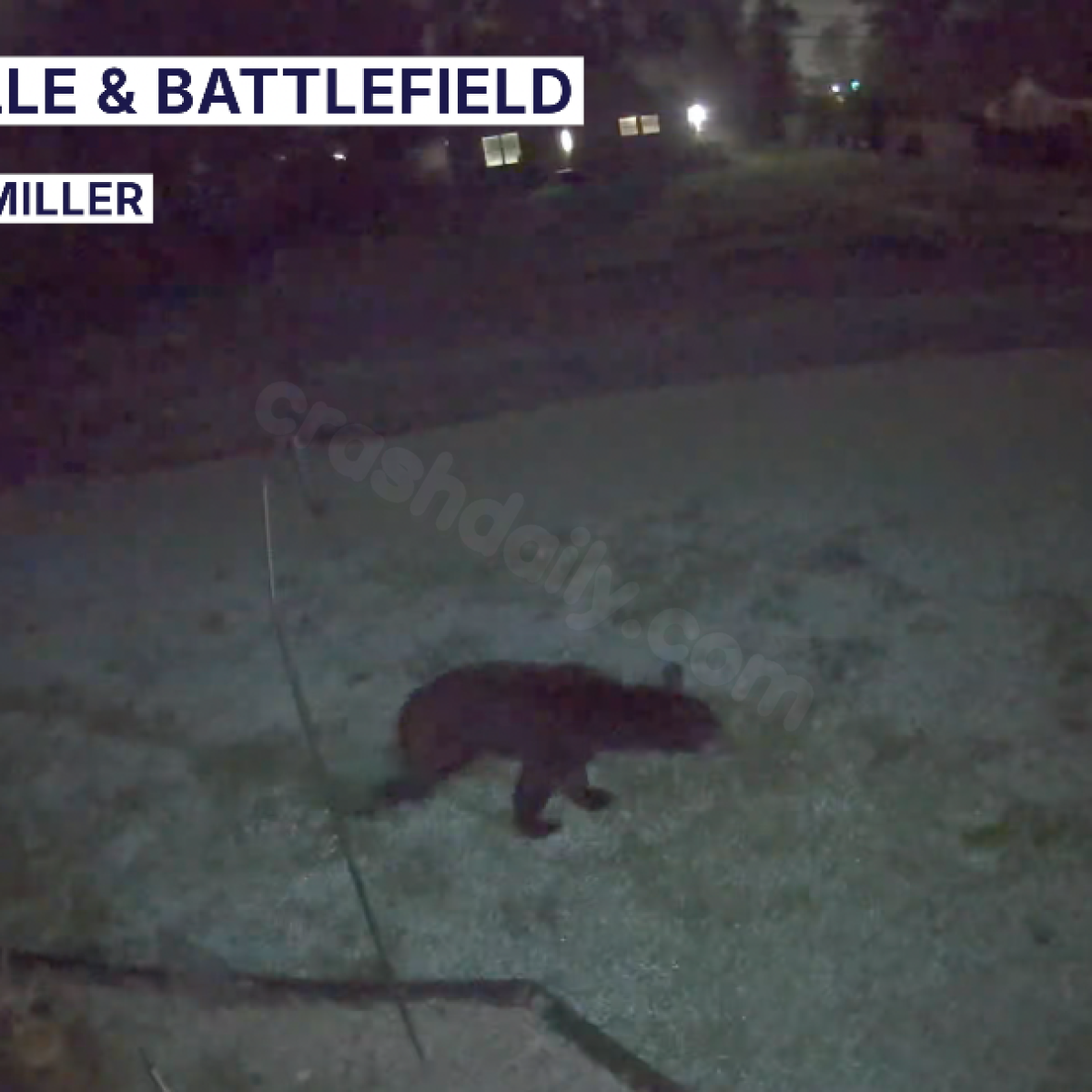 Bear killed after car crash in Virginia Beach: VBPD